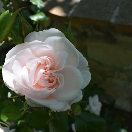 Casale Asciolo Bed and Breakfast